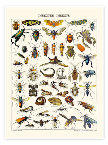 Poster Insects, 1923
