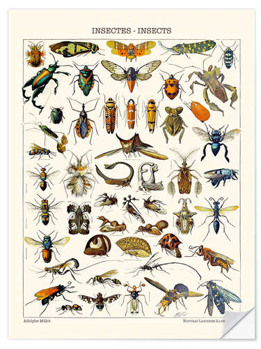 Selvklebende plakat Insects, 1923