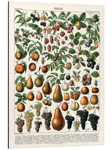 Aluminium print Fruits, 1923 (French)