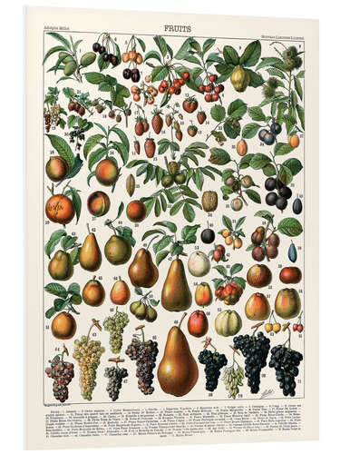 Foam board print Fruits, 1923 (French)