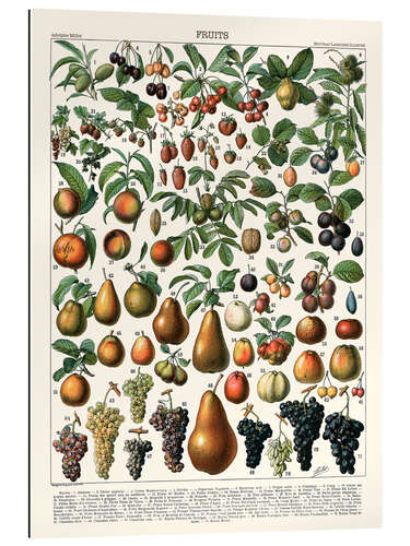 Gallery print Fruits, 1923 (french)