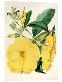 Stampa su vetro acrilico Golden Trumpet (Allamanda nobilis)