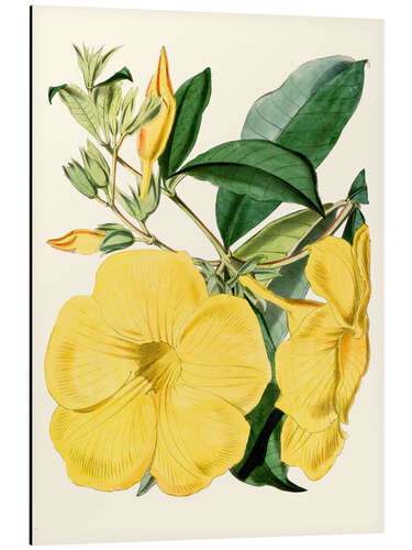 Cuadro de aluminio Golden Trumpet (Allamanda nobilis)