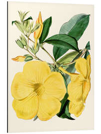 Tableau en aluminium Golden Trumpet (Allamanda nobilis)