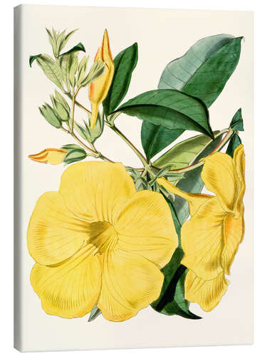 Stampa su tela Golden Trumpet (Allamanda nobilis)