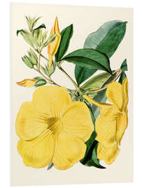 Quadro em PVC Golden Trumpet (Allamanda nobilis)