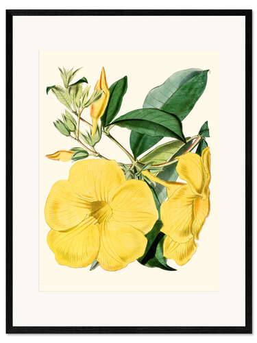 Stampa artistica con cornice Golden Trumpet (Allamanda nobilis)