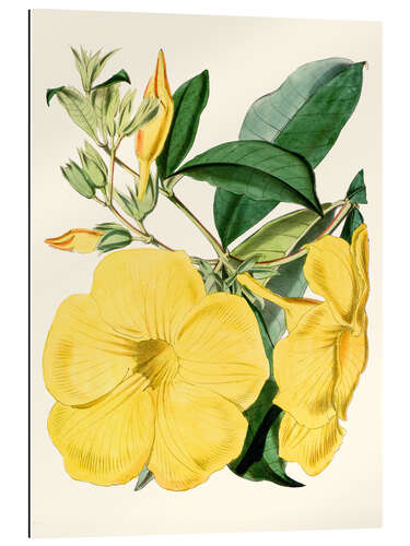 Gallery print Golden Trumpet (Allamanda nobilis)