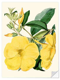 Muursticker Golden Trumpet (Allamanda nobilis)