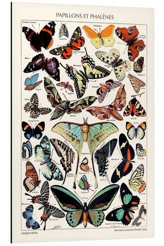 Aluminium print Butterflies and Moths, 1923 (French)