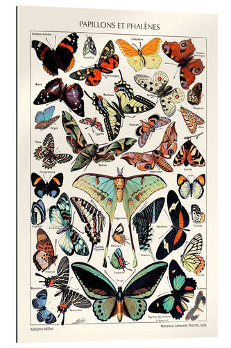 Galleritryk Butterflies and Moths, 1923 (french)