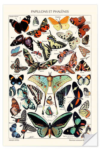 Sisustustarra Butterflies and Moths, 1923 (french)