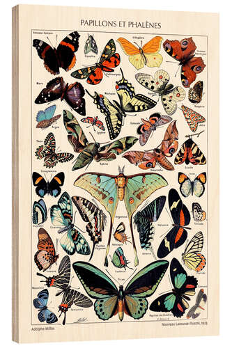 Wood print Butterflies and Moths, 1923 (French)