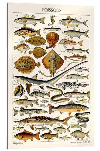 Gallery print Fish, 1923 (french)