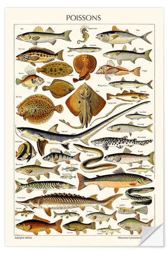 Selvklebende plakat Fish, 1923 (french)