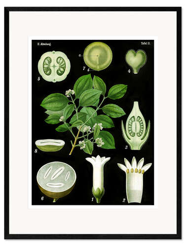 Impresión de arte enmarcada Strychnine Tree (Strychnos nuxvomica), 1890