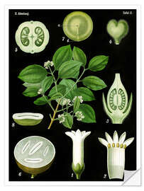 Selvklebende plakat Strychnine Tree (Strychnos nuxvomica), 1890