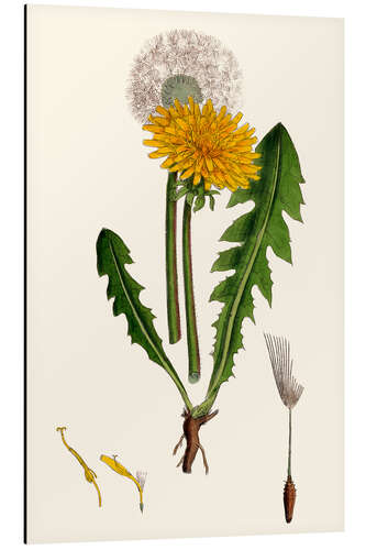 Quadro em alumínio Taraxacum Officinale Var. Genuinum (Common Dandelion)