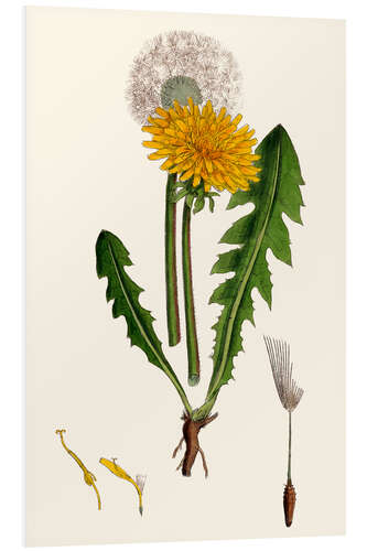 Foam board print Taraxacum Officinale Var. Genuinum (Common Dandelion)