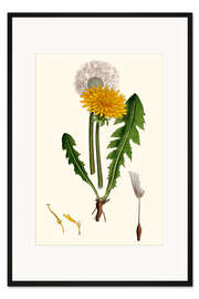 Gerahmter Kunstdruck Taraxacum Officinale Var. Genuinum (Gewöhnlicher Löwenzahn)