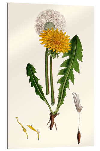 Galleriataulu Taraxacum Officinale Var. Genuinum (Common Dandelion)