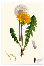 Sticker mural Taraxacum Officinale Var. Genuinum (Common Dandelion)