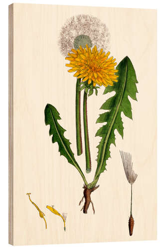 Holzbild Taraxacum Officinale Var. Genuinum (Gewöhnlicher Löwenzahn)