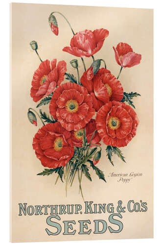 Acrylglasbild Northrup, Kings & Co's Seeds, 1898