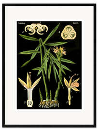 Plakat artystyczny premium w ramie Ginger (Zingiber officinale Roscoe), 1890