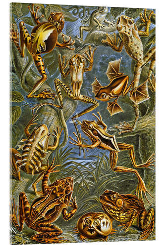 Acrylic print Illustration of Frogs and Toads, 1909