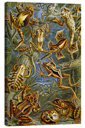 Quadro em tela Illustration of Frogs and Toads, 1909