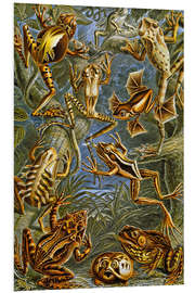 Stampa su PVC Illustration of Frogs and Toads, 1909