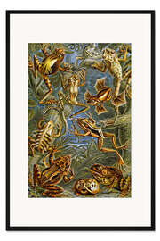 Gerahmter Kunstdruck Illustration von Fröschen und Kröten, 1909