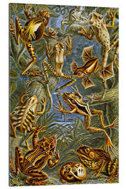 Gallery print Illustration of Frogs and Toads, 1909