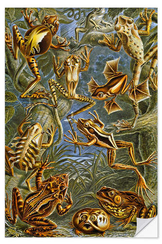 Selvklebende plakat Illustration of Frogs and Toads, 1909