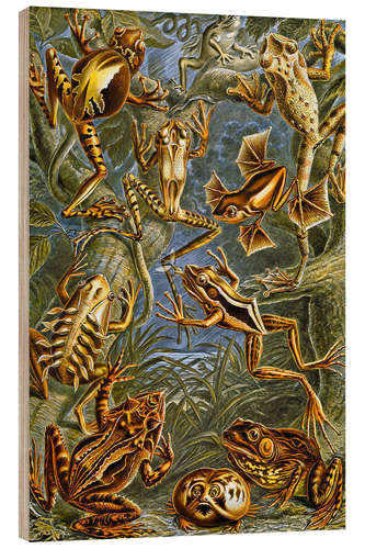 Cuadro de madera Illustration of Frogs and Toads, 1909