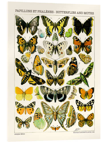 Stampa su vetro acrilico Butterflies and Moths I