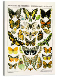 Lærredsbillede  Butterflies and Moths I - Adolphe Millot