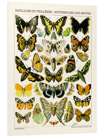 Foam board print Butterflies and Moths I