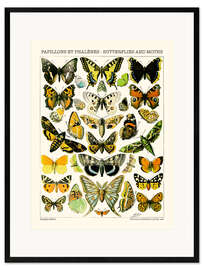 Gerahmter Kunstdruck Schmetterlinge und Falter I - Adolphe Millot