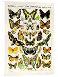 Gallery print Butterflies and Moths I