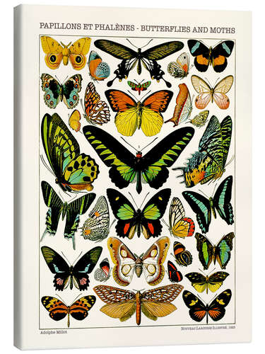 Canvas print Butterflies and Moths II