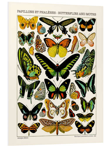 Quadro em PVC Butterflies and Moths II