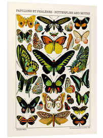 Foam board print Butterflies and Moths II