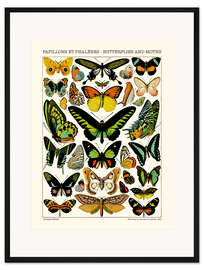 Gerahmter Kunstdruck Schmetterlinge und Falter II