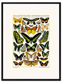 Ingelijste kunstdruk Butterflies and Moths II