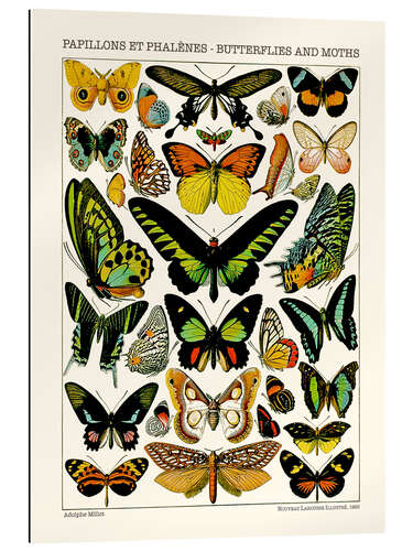 Gallery print Butterflies and Moths II