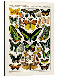 Magnettafel Schmetterlinge und Falter II