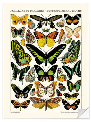 Autocolante decorativo Butterflies and Moths II