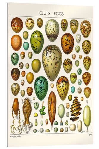 Cuadro de plexi-alu Eggs, 1923